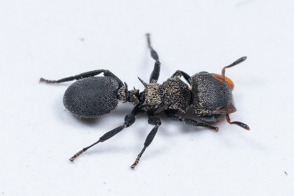 Cephalotes hamulus