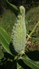 Asclepias speciosa