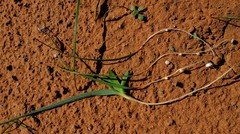 Lapeirousia simulans