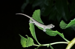 Hemidactylus frenatus