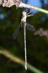 Chlorolestes conspicuus