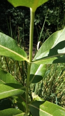 Asclepias speciosa
