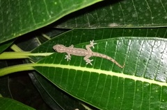 Hemidactylus frenatus