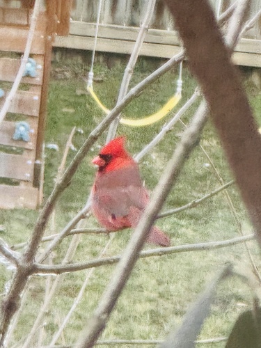 Northern Cardinal photographed in Missouri