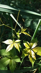 Parthenocissus