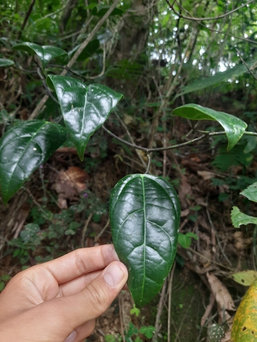 Erythropalum scandens observed 2025-01-24