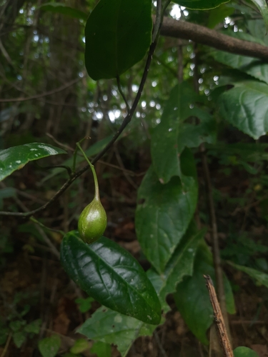 Erythropalum scandens, photograph 1