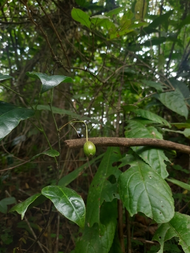 Erythropalum scandens, photograph 2