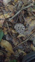 Strobilomyces strobilaceus image