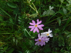 Primula nutans