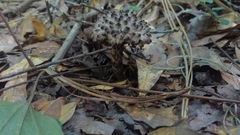 Strobilomyces strobilaceus image