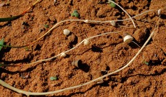 Lapeirousia simulans