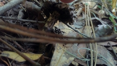 Strobilomyces strobilaceus image