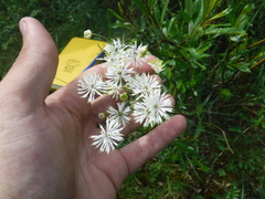 Thalictrum petaloideum