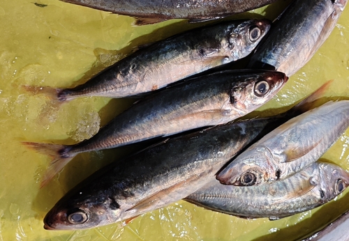 Deep-bodied round scad (Decapterus maruadsi) — Carangidae