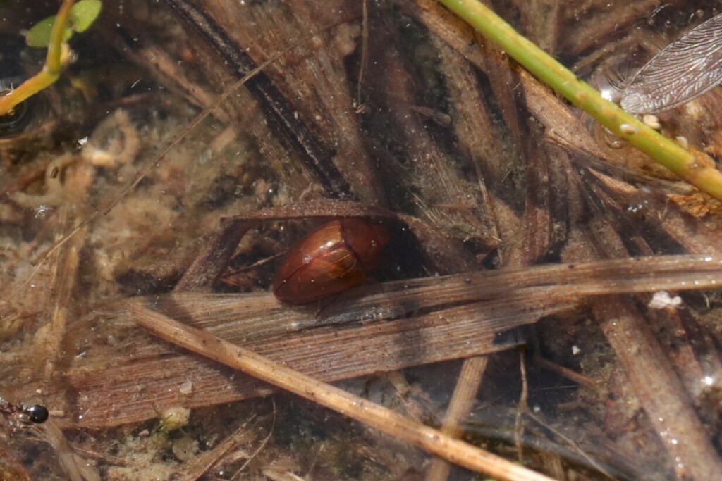 Noterus japonicus