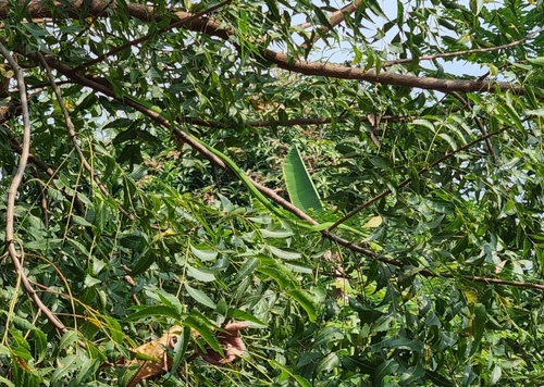 Indian Vine Snake
