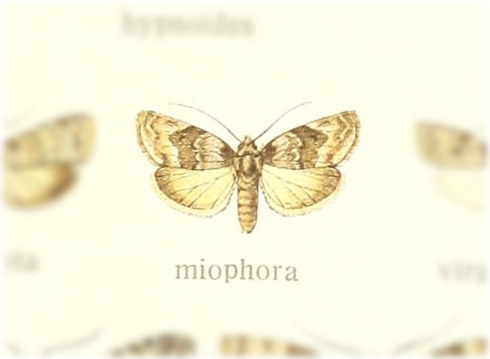 Characoma miophora