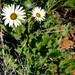 Diamond African Daisy - Photo (c) Nick Helme, some rights reserved (CC BY-SA), uploaded by Nick Helme