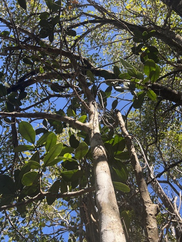 Zanthoxylum dipetalum var. dipetalum