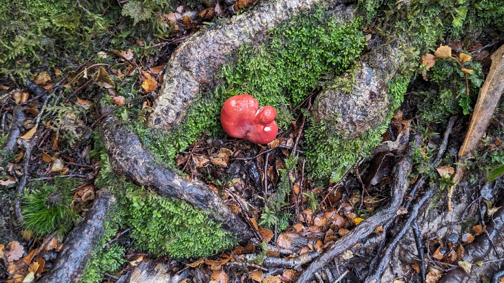 Russula kermesina · February 2025 · photo: © svendhansen (iNaturalist, cc-by)