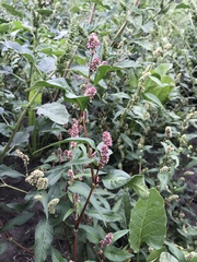 Persicaria tomentosa