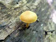 Pholiota subsulphurea