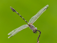 Phyllogomphoides pacificus