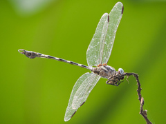 Phyllogomphoides pacificus