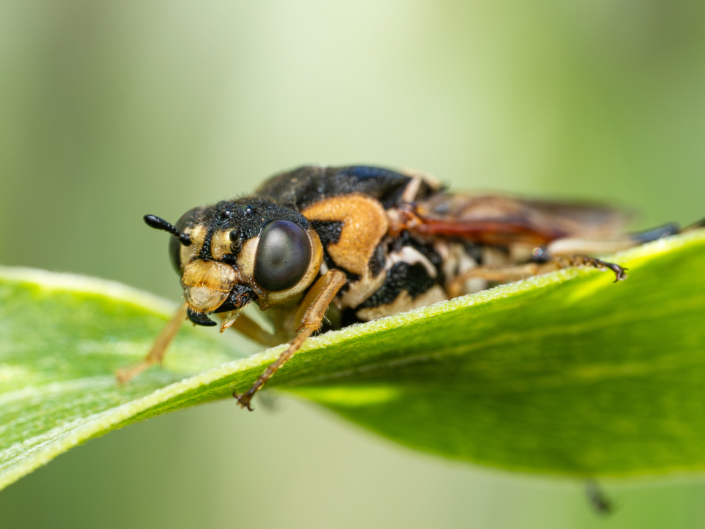 Pseudoperga