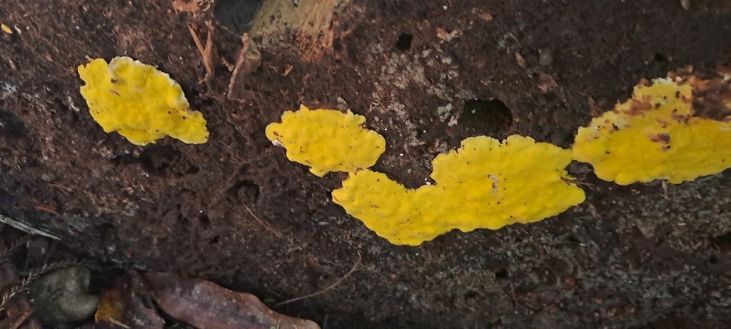 Flaviporus brownii · February 2025 · photo: © earmothgirl (iNaturalist, cc-by)