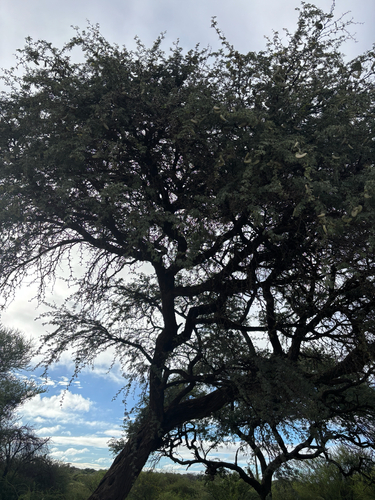 Camel Thorn