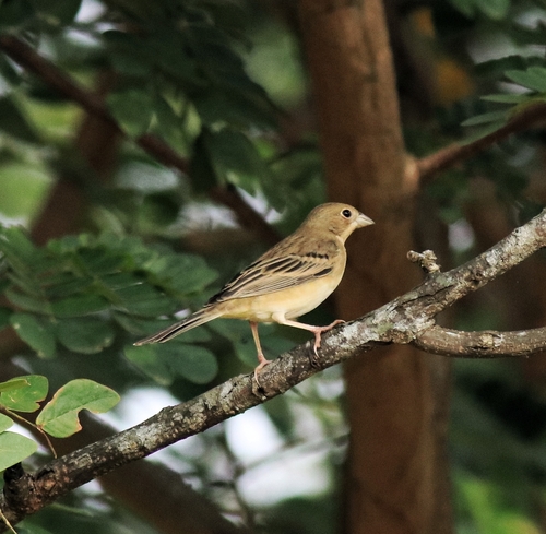 Red-headed Bunting (Emberiza bruniceps), photo 7