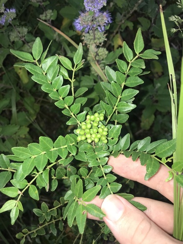 Mastic-leaf prickly ash (Zanthoxylum schinifolium)