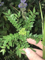author not stated, no rights reserved Zanthoxylum schinifolium, photograph author not stated, no rights reserved