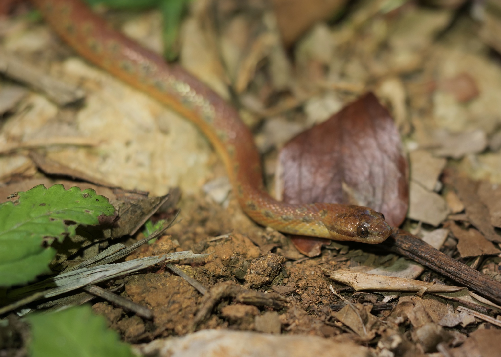 Spotted Dwarf Boa photo 3