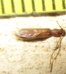 Linopteridius