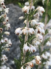 Erica triflora