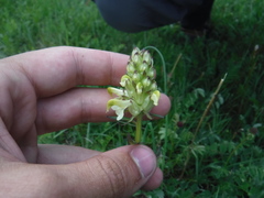 Pedicularis compacta