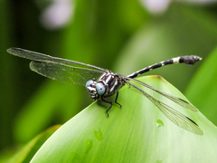 Phyllogomphoides pacificus