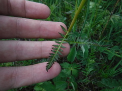 Pedicularis compacta
