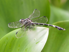 Phyllogomphoides pacificus