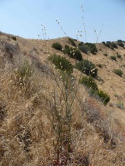 Eriogonum nudum nudum