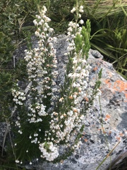 Erica triflora