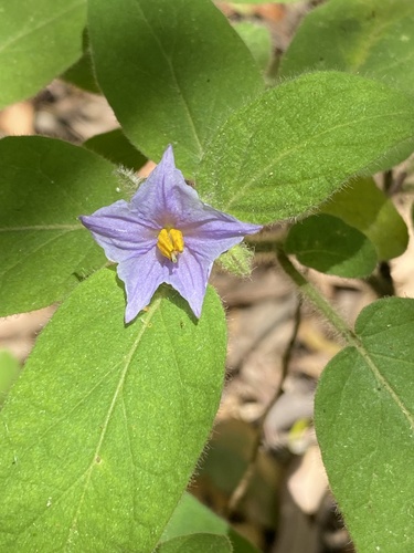 Solanum densevestitum F.Muell. ex Benth.