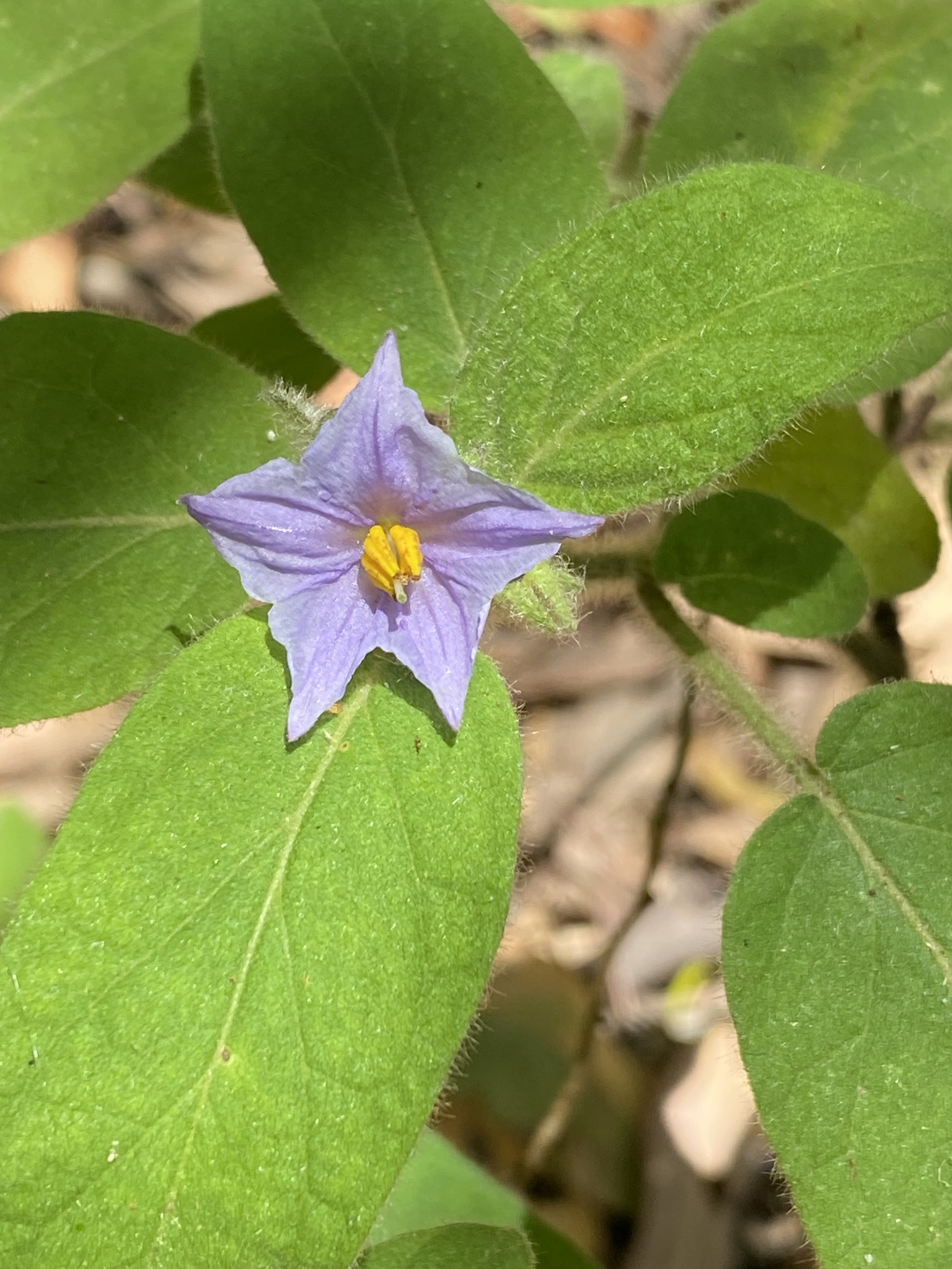 Solanum densevestitum