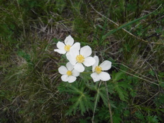 Anemonastrum