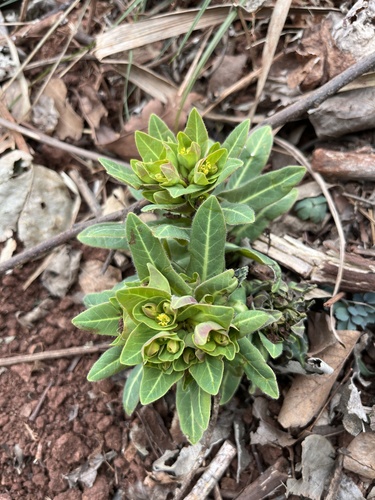 Euphorbia ebracteolata iNat (1)