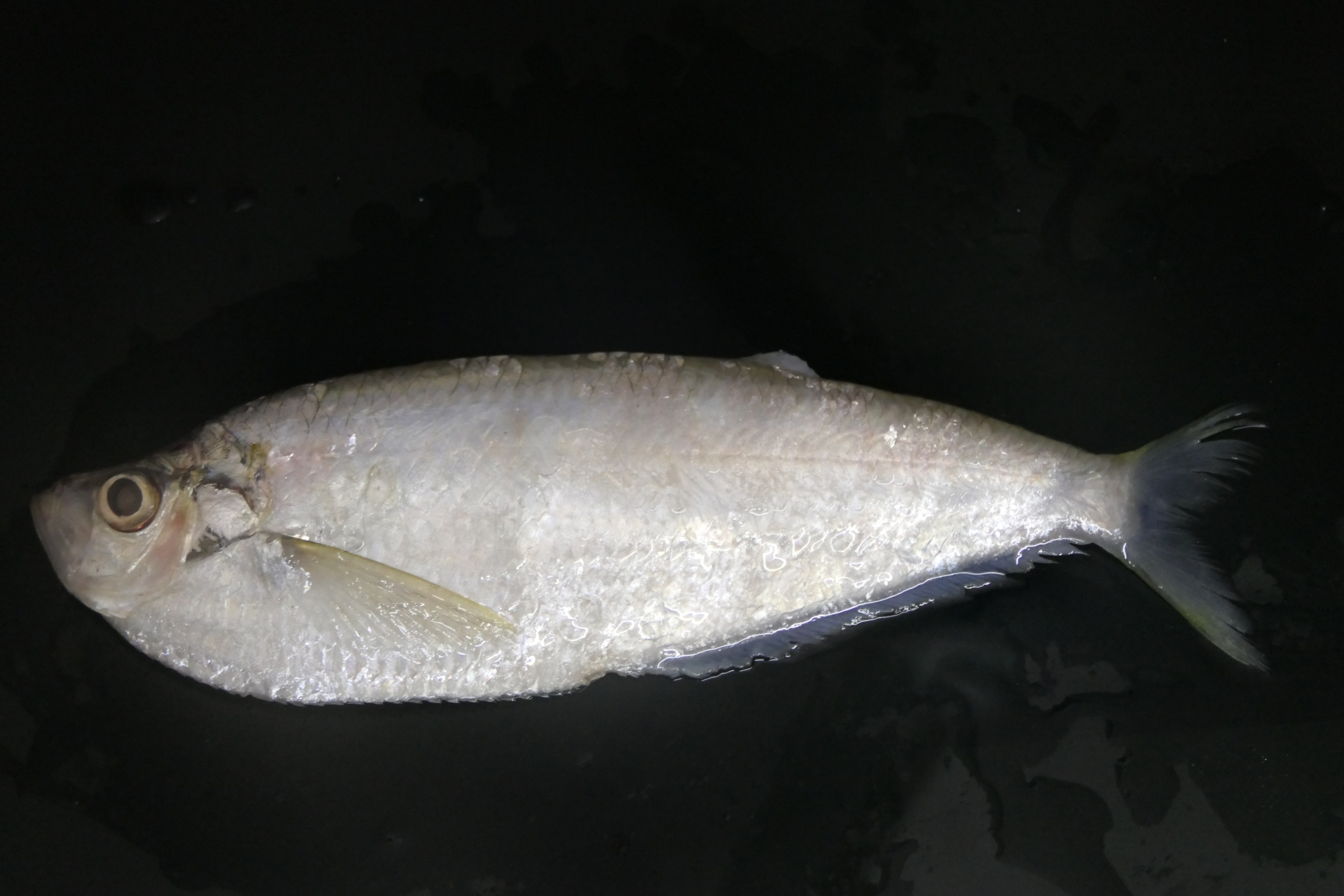 Longfin Shad photo 3
