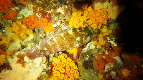 Wilson's seaperch (Hypoplectrodes wilsoni) — Serranidae — 4